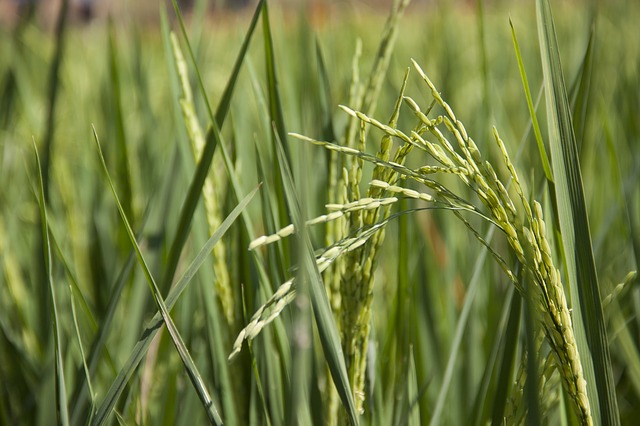 Rice plant, field, guiding light